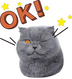 娱乐吃瓜君猫,揭秘娱乐圈那些不为人知的幕后故事